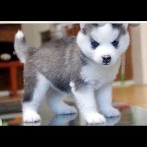 Meet your Posher, Savannah